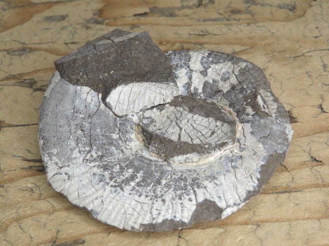 amonit Asphinctites tenuiplicatus * Polska