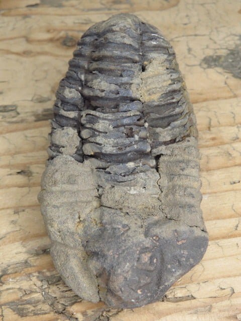 trylobit Calymene sp.- Flexicalymene ouzregui