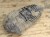 trylobit Calymene sp.- Flexicalymene ouzregui