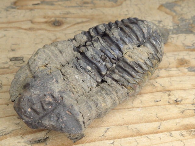 trylobit Calymene sp.- Flexicalymene ouzregui