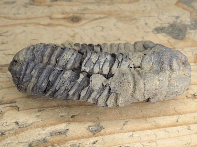 trylobit Calymene sp.- Flexicalymene ouzregui