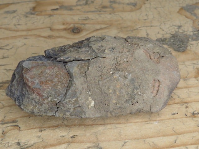 trylobit Calymene sp.- Flexicalymene ouzregui