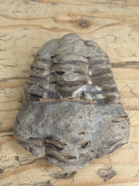 trylobit Calymene sp.- Flexicalymene ouzregui