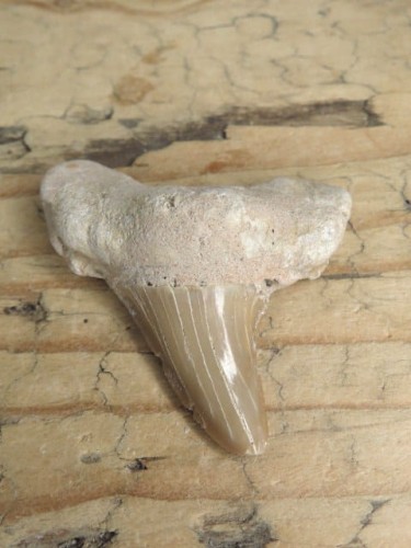 ząb rekina - skamieniałość