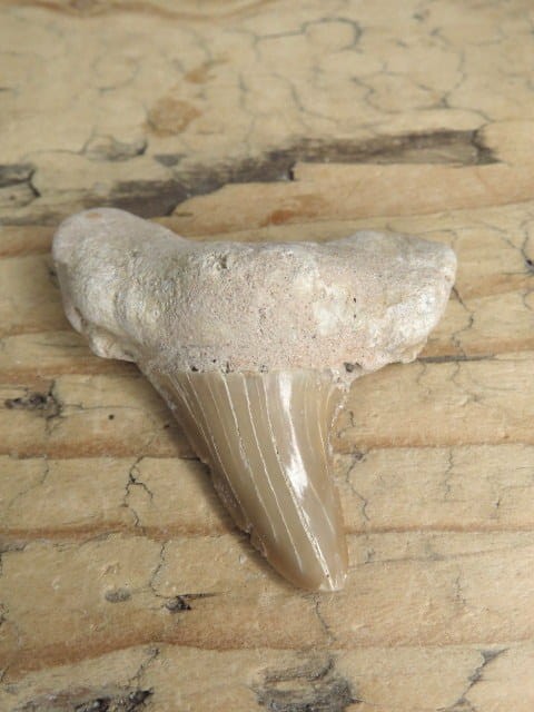 ząb rekina - skamieniałość