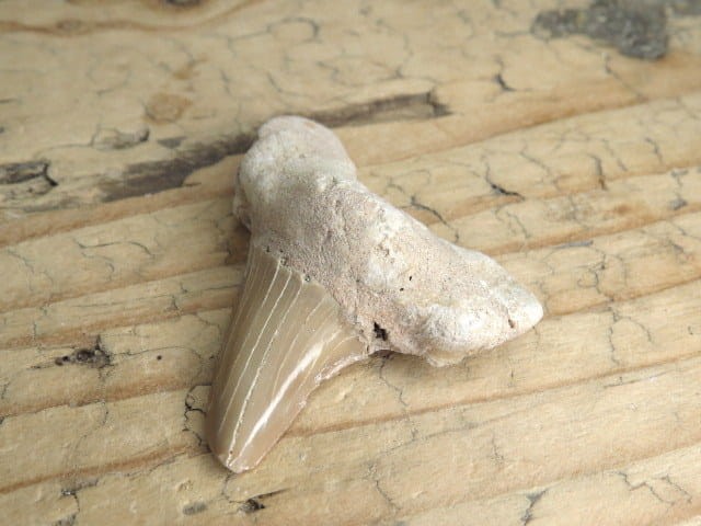 ząb rekina - skamieniałość