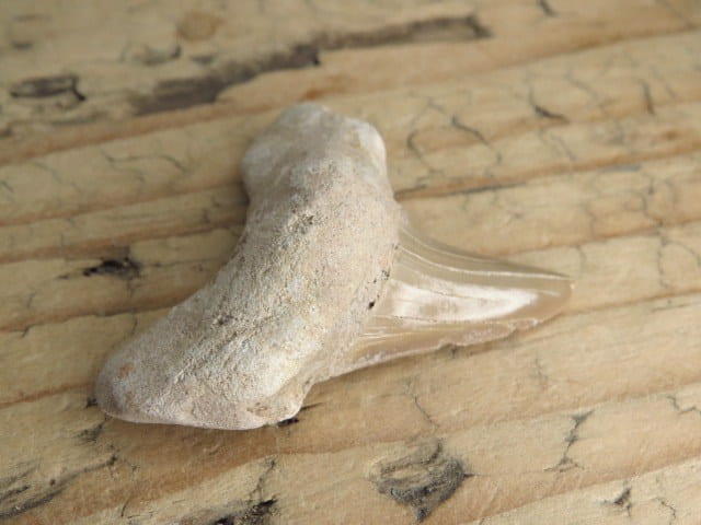 ząb rekina - skamieniałość