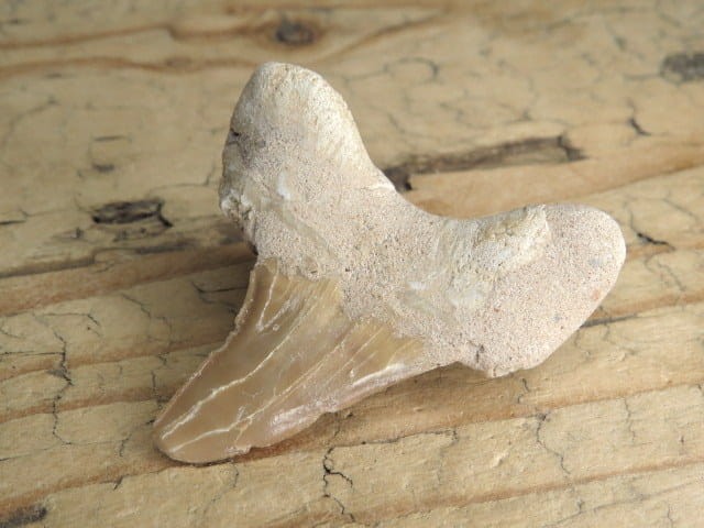 ząb rekina - skamieniałość