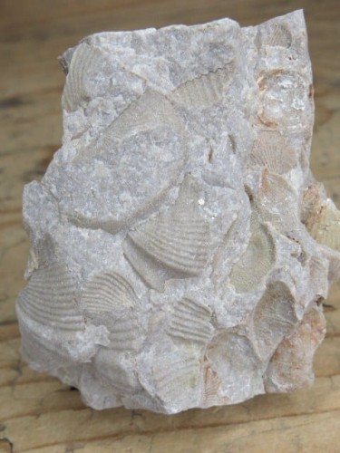 piaskowiec spiriferowy * Polska * dewon