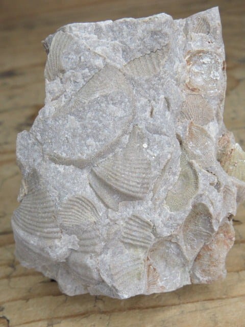 piaskowiec spiriferowy * Polska * dewon