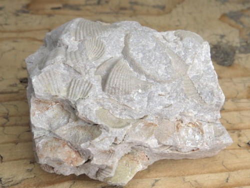 piaskowiec spiriferowy * Polska * dewon