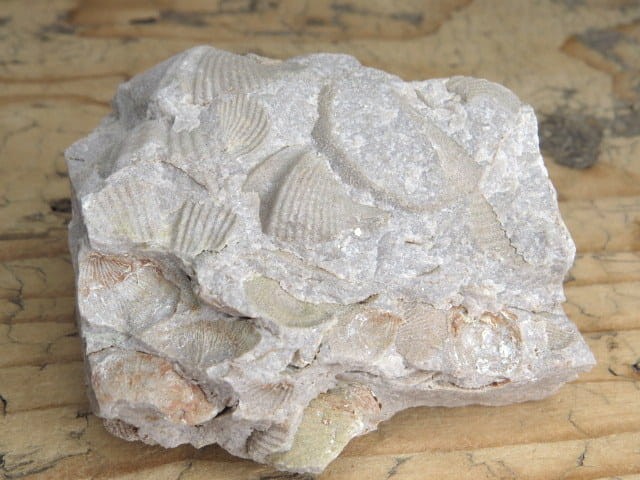 piaskowiec spiriferowy * Polska * dewon