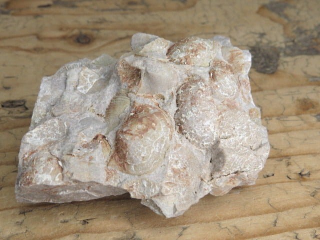 piaskowiec spiriferowy * Polska * dewon