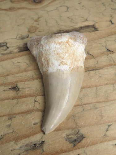 ząb rekina - skamieniałość