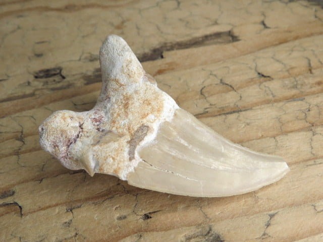 ząb rekina - skamieniałość