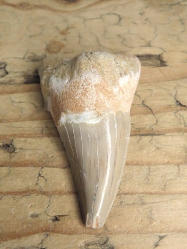 ząb rekina - skamieniałość