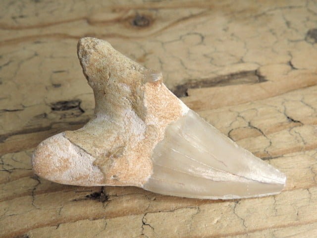 ząb rekina - skamieniałość