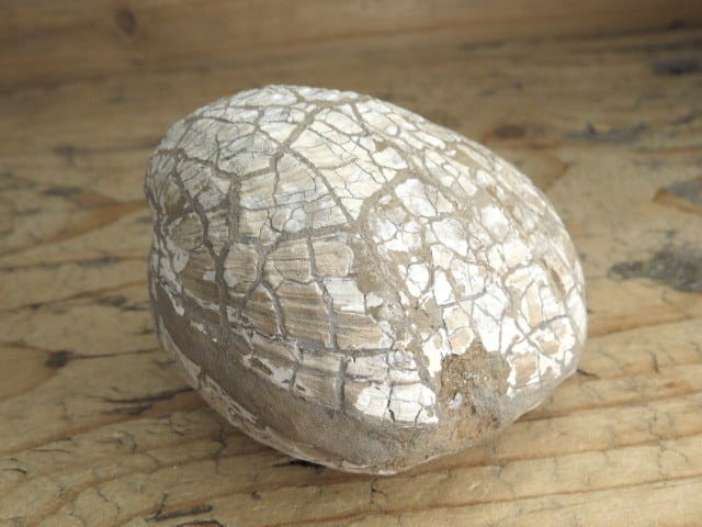 MAŁŻ Pholadomya sp.
