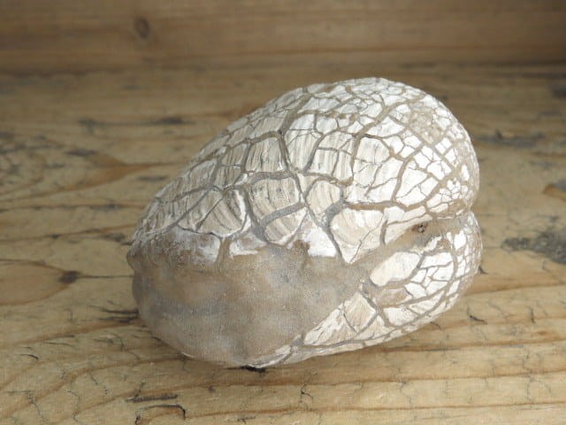 MAŁŻ Pholadomya sp.