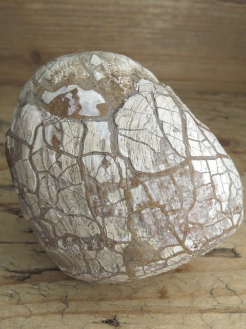 MAŁŻ Pholadomya sp.