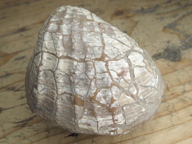 MAŁŻ Pholadomya sp.