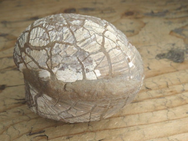 MAŁŻ Pholadomya sp.