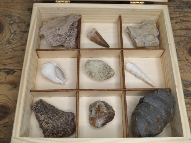 Kolekcja skamieniałości