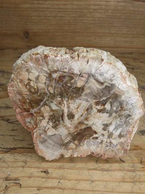 skamieniałe drewno * Madagaskar