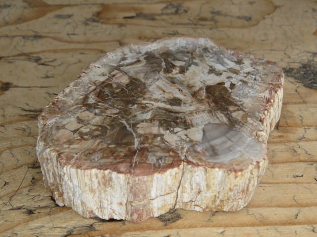 skamieniałe drewno * Madagaskar