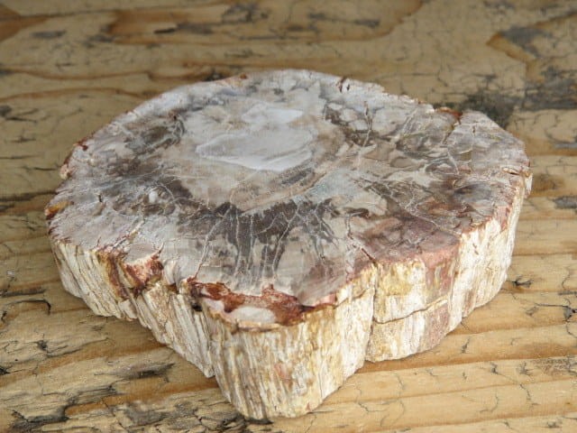 skamieniałe drewno * Madagaskar