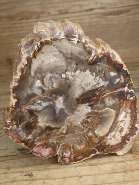 skamieniałe drewno  Madagaskar