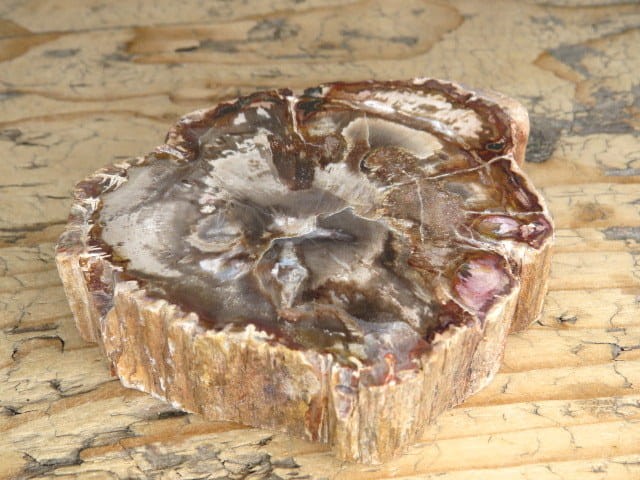 skamieniałe drewno  Madagaskar