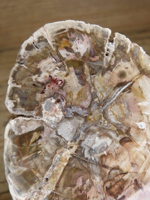 skamieniałe drewno * Madagaskar