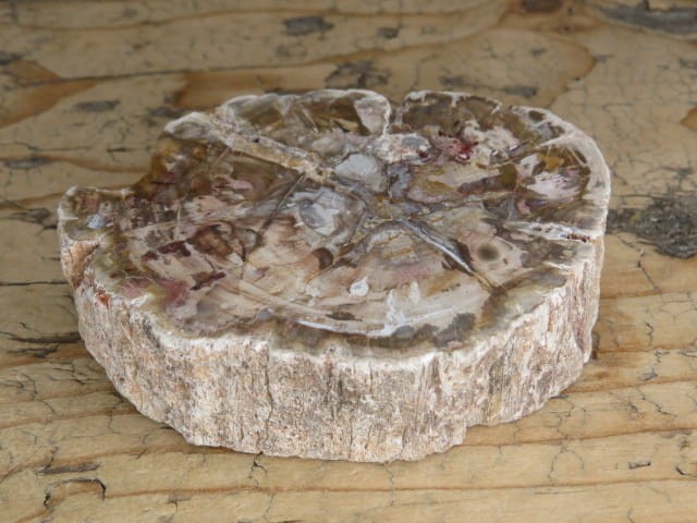 skamieniałe drewno * Madagaskar