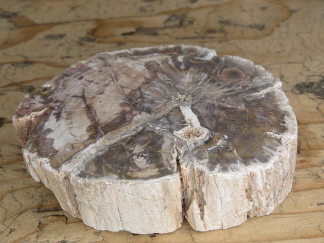 skamieniałe drewno * Madagaskar