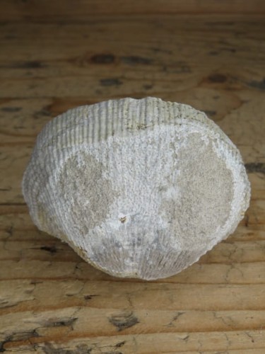 Productus giganteus - Todowa Grząba