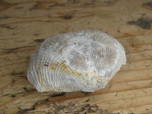 Productus giganteus - Todowa Grząba