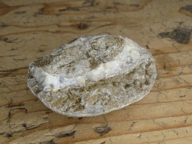 Productus giganteus - Todowa Grząba