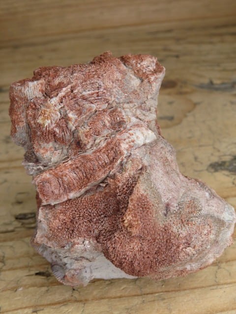 Koralowce Thamnopora sp. i Rugosa sp. * Kowala Polska