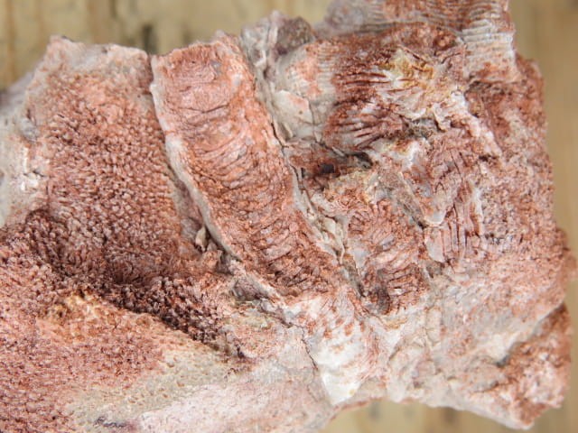 Koralowce Thamnopora sp. i Rugosa sp. * Kowala Polska