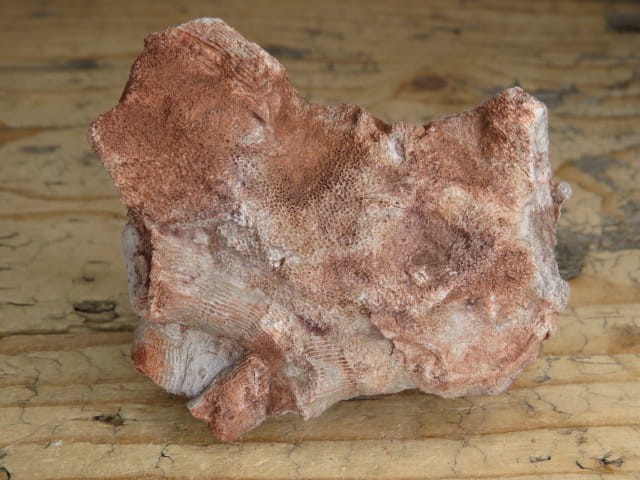 Koralowce Thamnopora sp. i Rugosa sp. * Kowala Polska