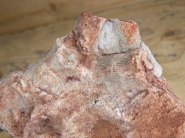 Koralowce Thamnopora sp. i Rugosa sp. * Kowala Polska