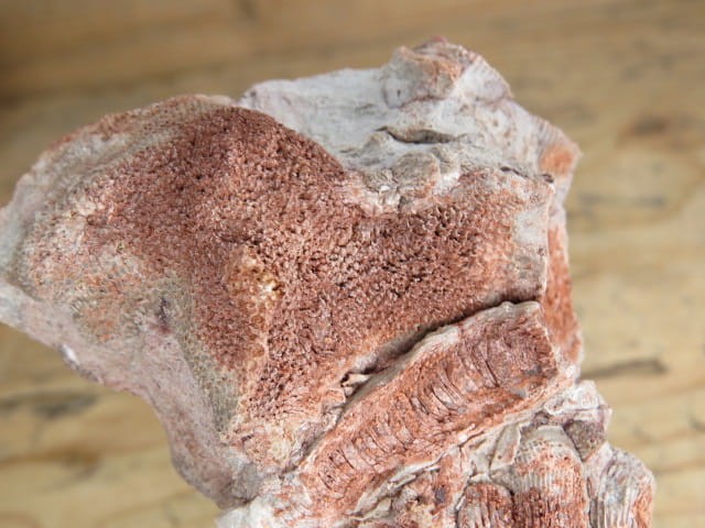 Koralowce Thamnopora sp. i Rugosa sp. * Kowala Polska