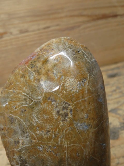 Koralowiec kolonijny - Hexagonaria