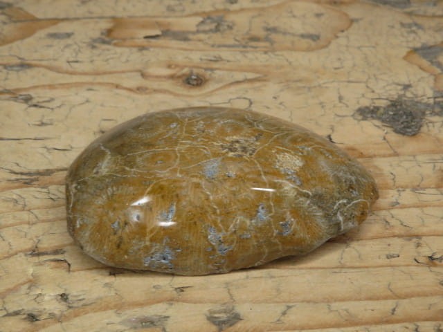 Koralowiec kolonijny - Hexagonaria