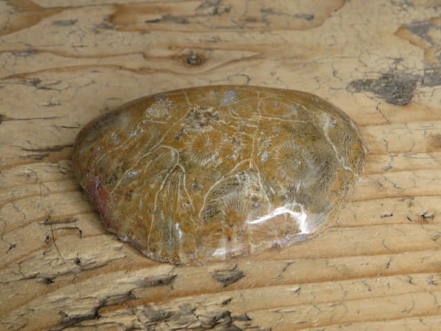 Koralowiec kolonijny - Hexagonaria