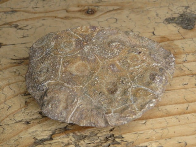 Koralowiec kolonijny - Hexagonaria