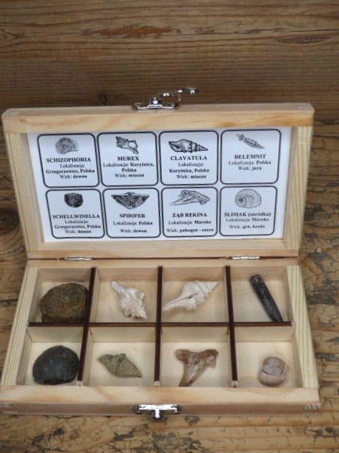 Zestaw skamieniałości