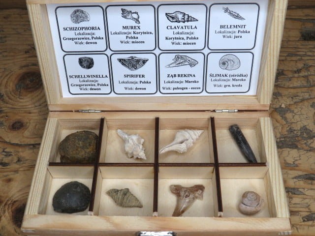 Zestaw skamieniałości