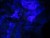 Piękny fluoryt w barwie fioletu, który pod promieniami UV rozświetla się fluorescencją.